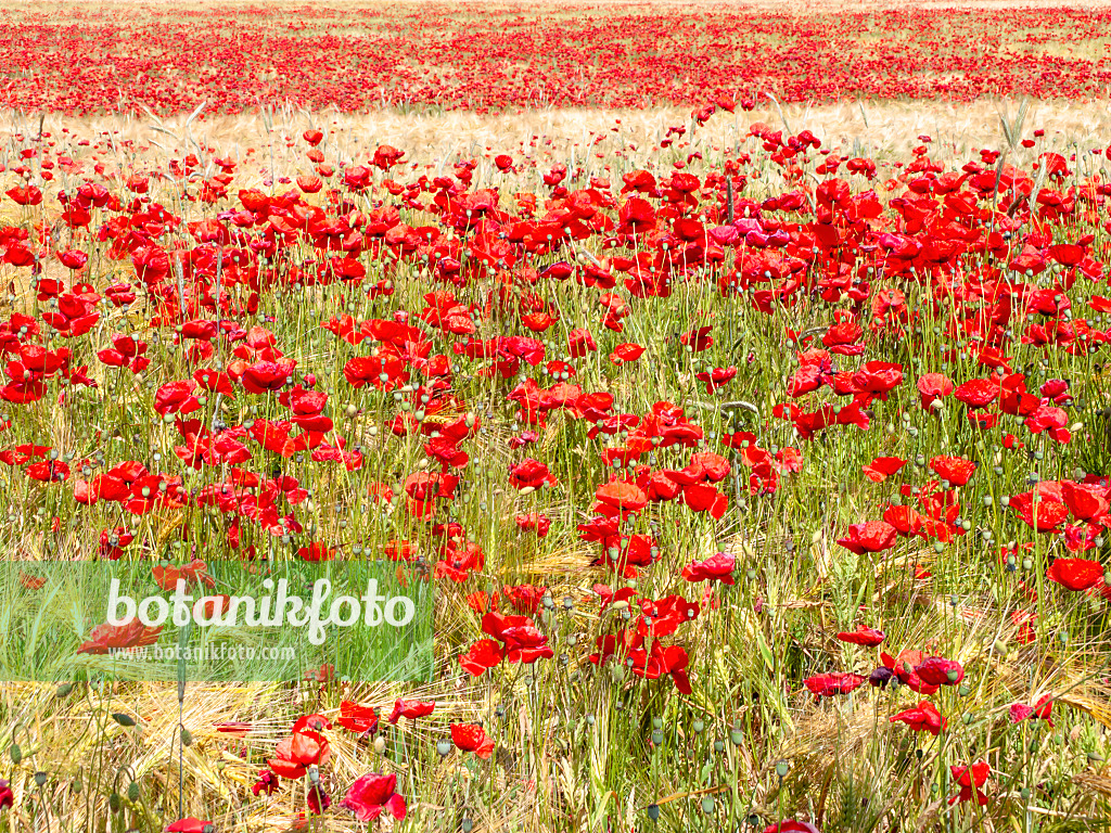 486241 - Corn poppy (Papaver rhoeas) and barley (Hordeum vulgare)