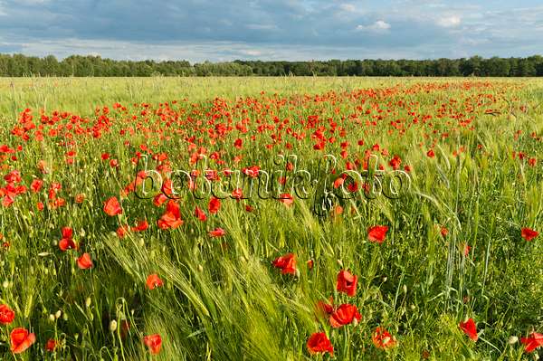 509054 - Corn poppy (Papaver rhoeas) and barley (Hordeum vulgare), Brandenburg, Germany