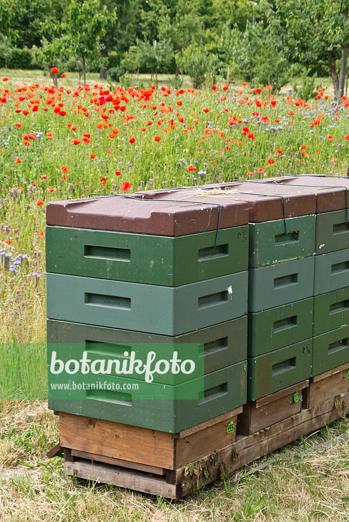 545120 - Corn poppy (Papaver rhoeas) and lacy phacelia (Phacelia tanacetifolia) with beehives