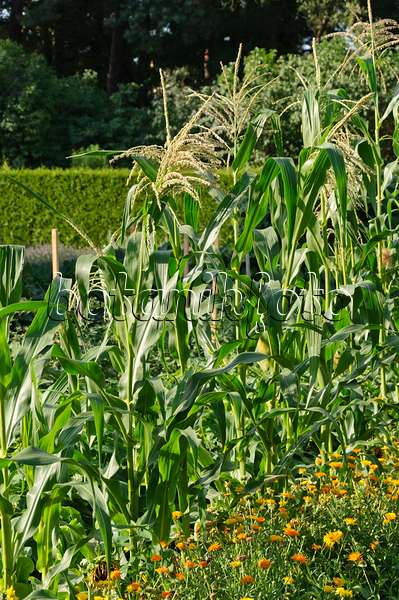 487015 - Corn (Zea mays)