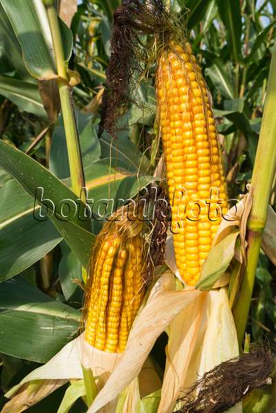 536201 - Corn (Zea mays)