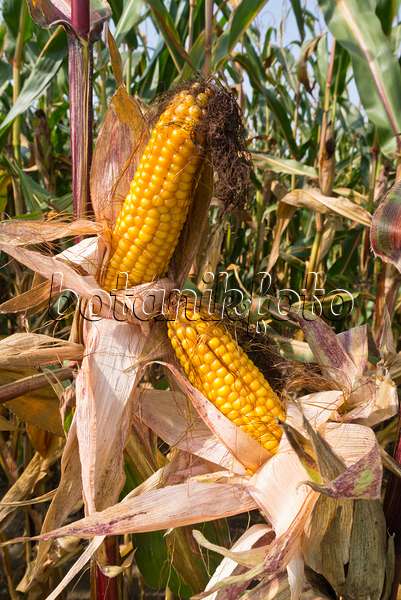 536202 - Corn (Zea mays)
