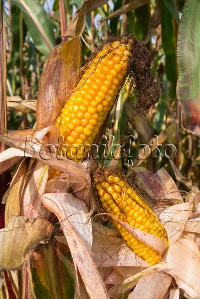 536203 - Corn (Zea mays)