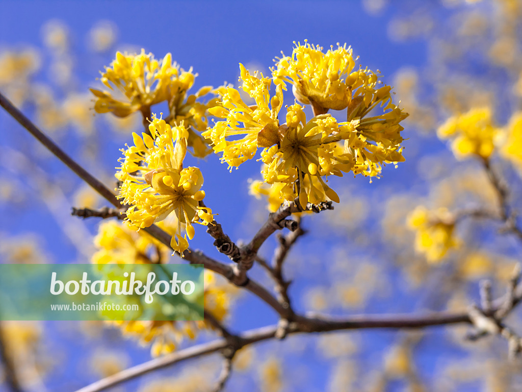 447011 - Cornelian cherry (Cornus mas)