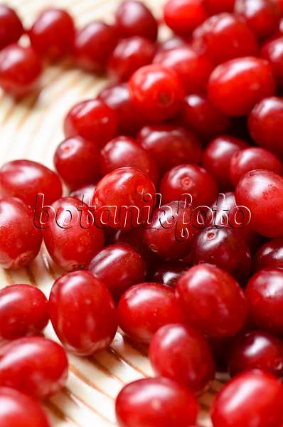 499056 - Cornelian cherry (Cornus mas)