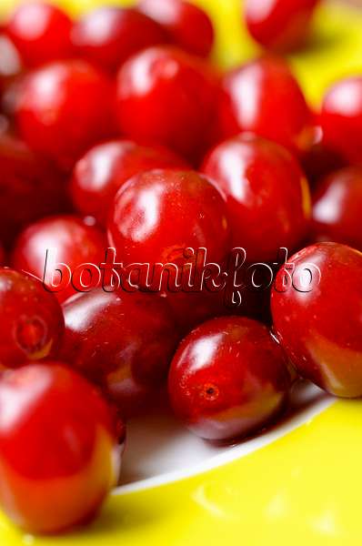 499057 - Cornelian cherry (Cornus mas)