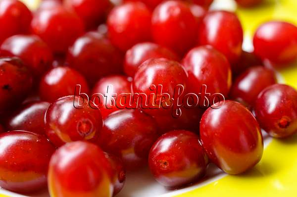 499058 - Cornelian cherry (Cornus mas)