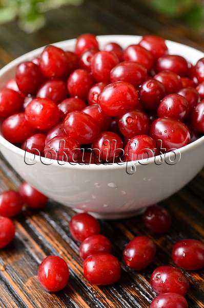 499059 - Cornelian cherry (Cornus mas)