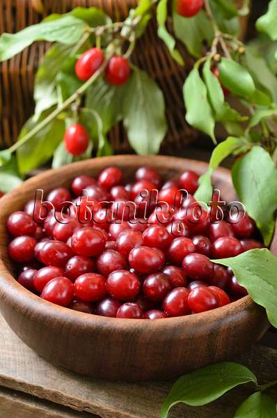 499063 - Cornelian cherry (Cornus mas)