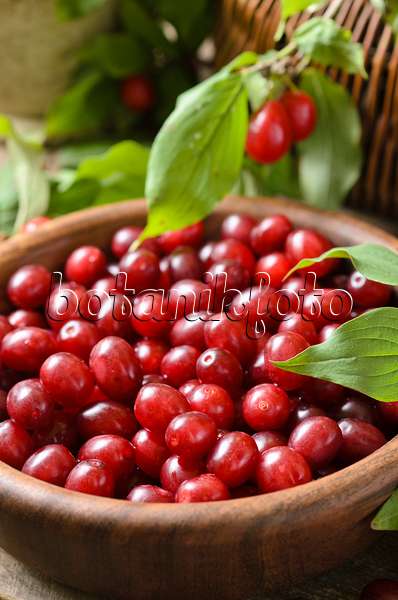 499064 - Cornelian cherry (Cornus mas)