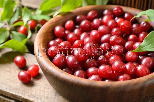 499066 - Cornelian cherry (Cornus mas)