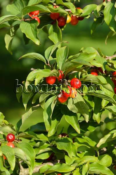499077 - Cornelian cherry (Cornus mas)