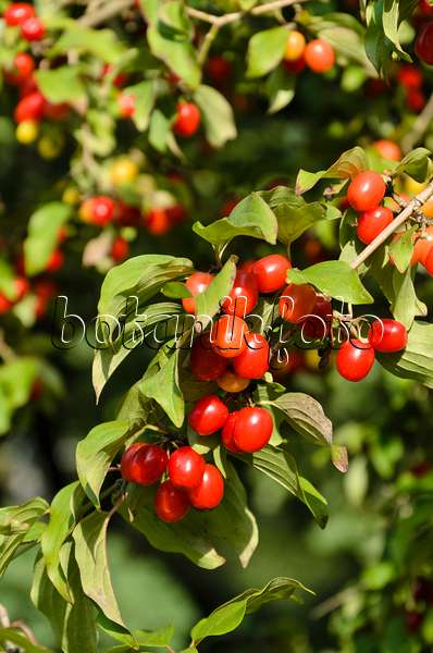 499078 - Cornelian cherry (Cornus mas)