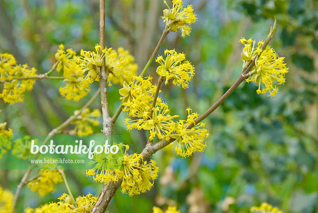 502166 - Cornelian cherry (Cornus mas)