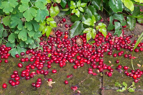 573060 - Cornelian cherry (Cornus mas)
