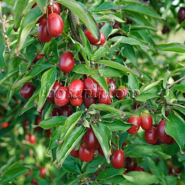 535340 - Cornelian cherry (Cornus mas 'Jolico')