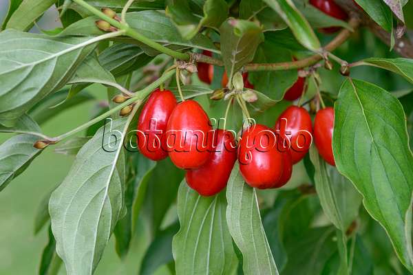558085 - Cornelian cherry (Cornus mas 'Jolico')