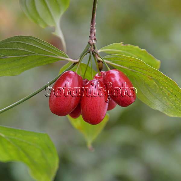 607034 - Cornelian cherry (Cornus mas 'Jolico')