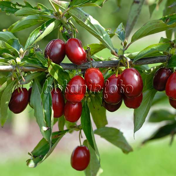 471380 - Cornelian cherry (Cornus mas 'Kasanlak')