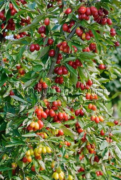 497375 - Cornelian cherry (Cornus mas 'Kasanlak')