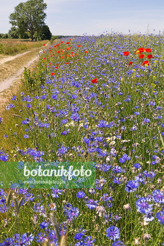 545153 - Cornflower (Centaurea cyanus), oxeye daisy (Leucanthemum vulgare) and corn poppy (Papaver rhoeas)