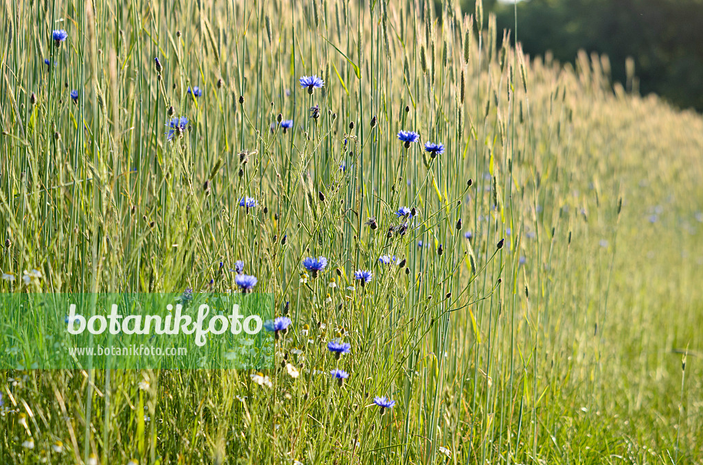 545046 - Cornflowers (Centaurea cyanus) and barley (Hordeum)