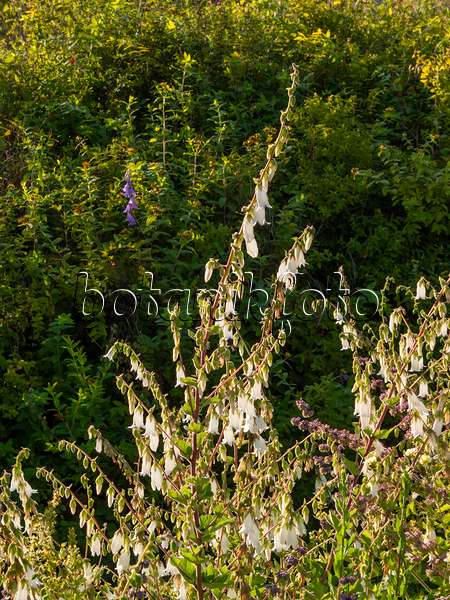 403011 - Cornish bellflower (Campanula alliariifolia)