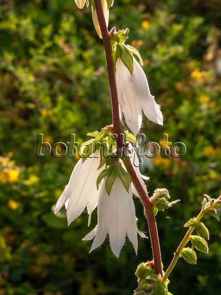 403012 - Cornish bellflower (Campanula alliariifolia)