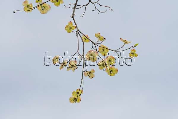 616192 - Cornouiller à fleurs d'Amérique (Cornus florida)