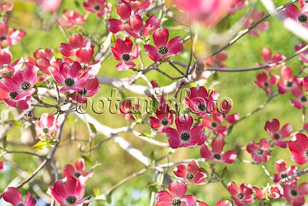 625167 - Cornouiller à fleurs d'Amérique (Cornus florida 'Sweetwater')
