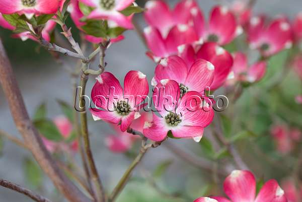 625168 - Cornouiller à fleurs d'Amérique (Cornus florida 'Sweetwater')