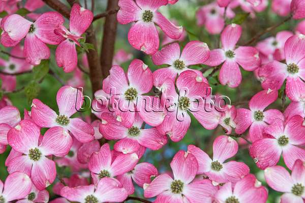 625169 - Cornouiller à fleurs d'Amérique (Cornus florida 'Sweetwater')