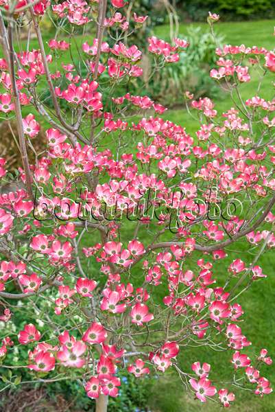 638062 - Cornouiller à fleurs d'Amérique (Cornus florida 'Sweetwater')
