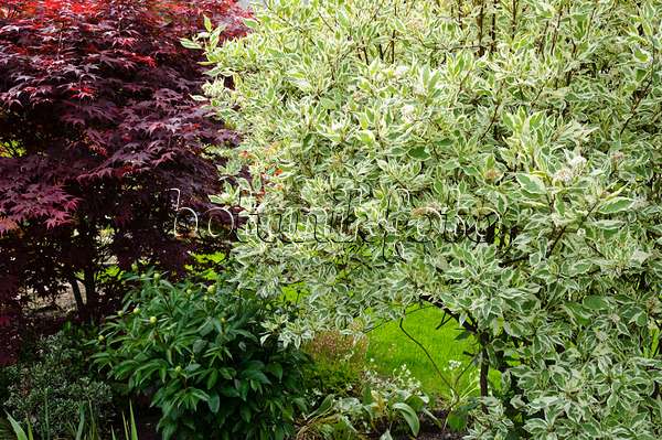 484342 - Cornouiller blanc (Cornus alba) et érable palmé (Acer palmatum 'Atropurpureum')