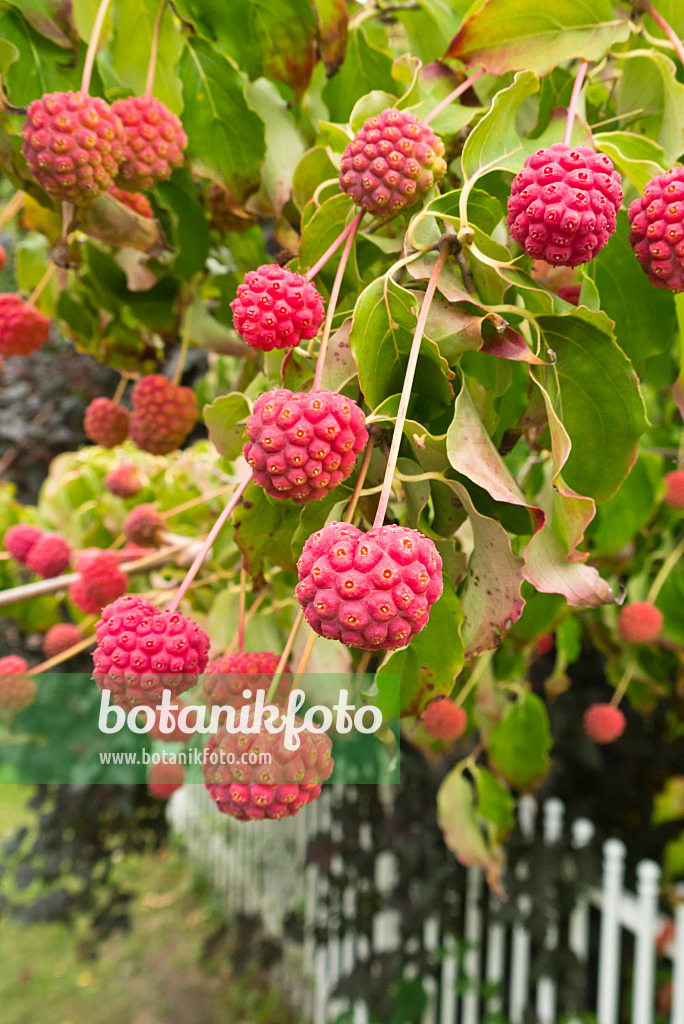 536198 - Cornouiller du Japon (Cornus kousa)