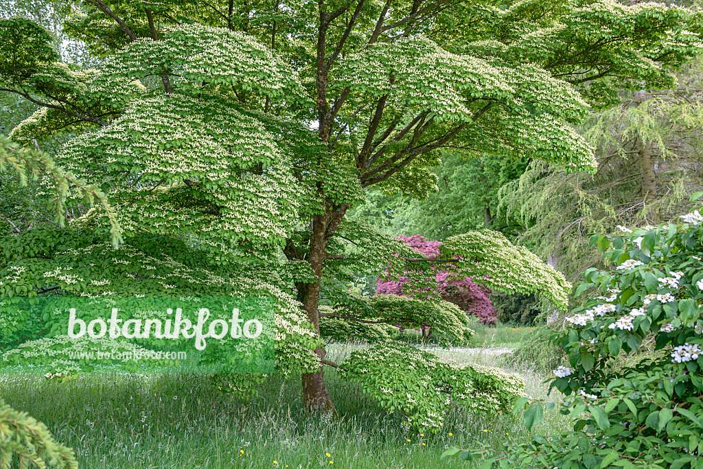 558084 - Cornouiller du Japon (Cornus kousa)