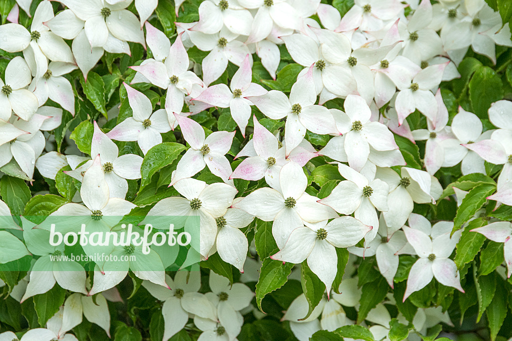 625170 - Cornouiller du Japon (Cornus kousa)