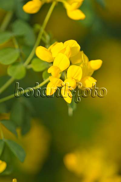 518111 - Coronille de Valence (Coronilla valentina subsp. glauca)