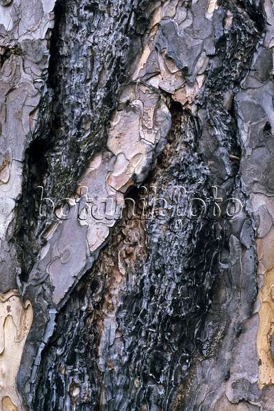 367001 - Corsican black pine (Pinus nigra var. poiretiana)