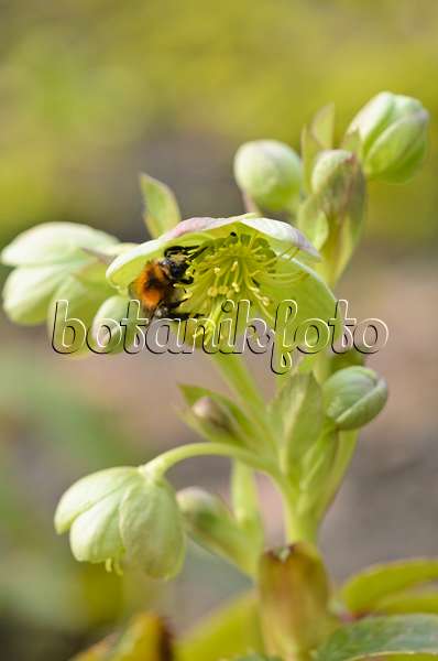 519044 - Corsican hellebore (Helleborus argutifolius) and bumble bee (Bombus)