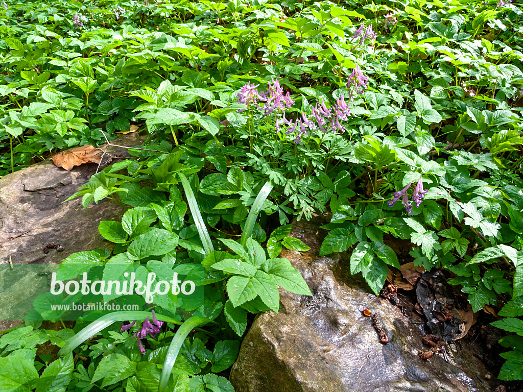 459002 - Corydale à bulbe plein (Corydalis solida)