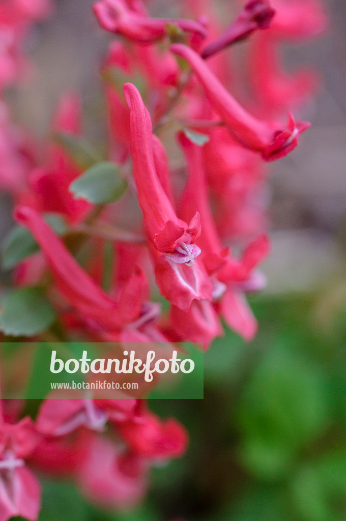 471010 - Corydale à bulbe plein (Corydalis solida subsp. transsylvanica)