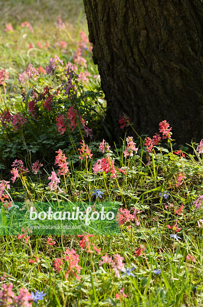 495011 - Corydale à bulbe plein (Corydalis solida)