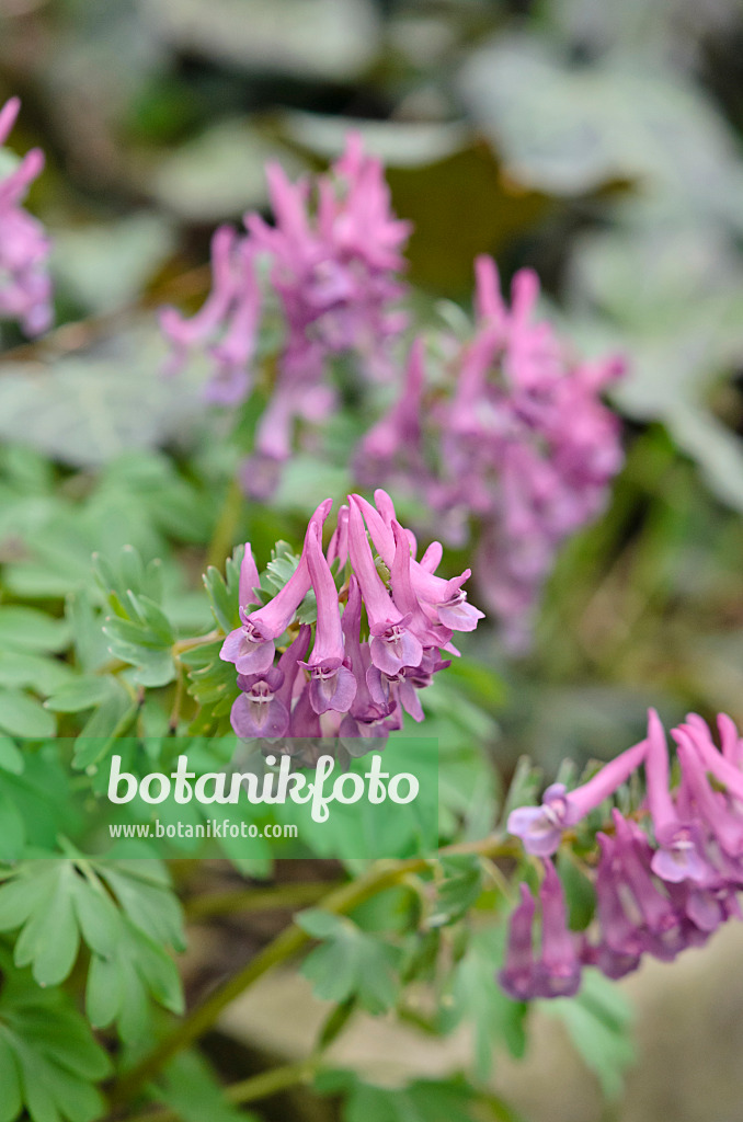 543003 - Corydale à bulbe plein (Corydalis solida)