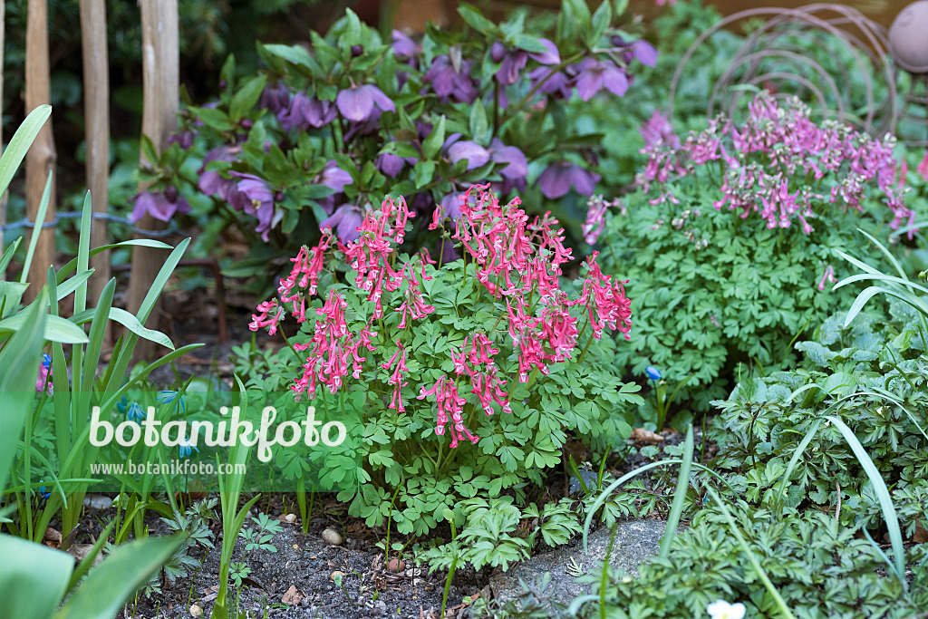 616377 - Corydale à bulbe plein (Corydalis solida)