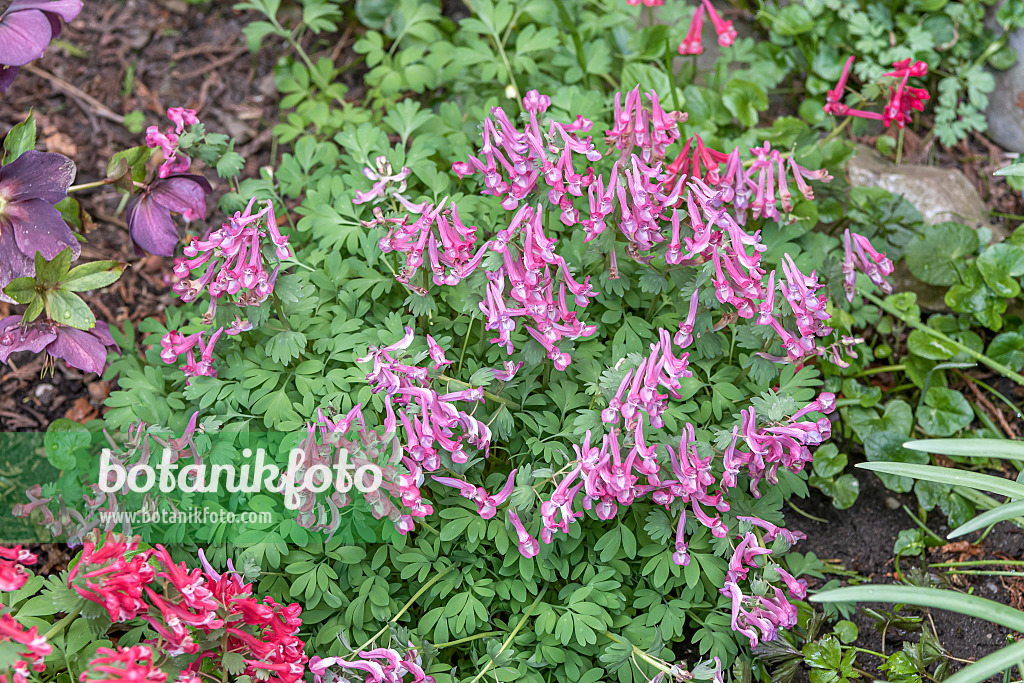 638070 - Corydale à bulbe plein (Corydalis solida)