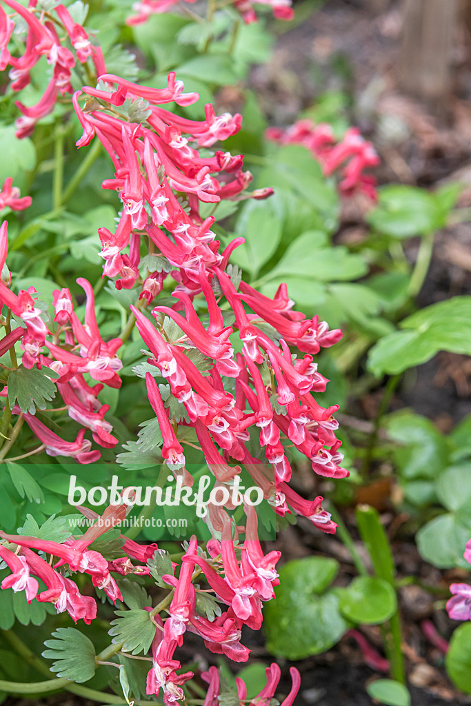 638069 - Corydale à bulbe plein (Corydalis solida 'GP Baker')