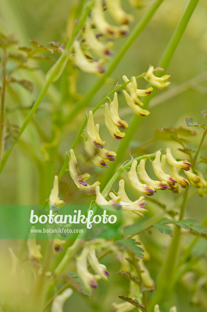 520186 - Corydalis ophiocarpa