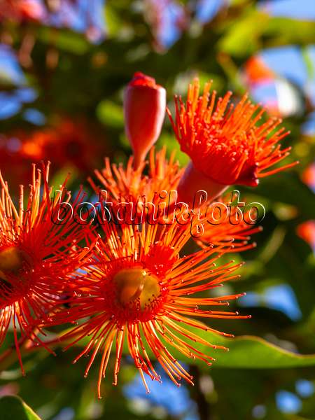 427267 - Corymbia ficifolia syn. Eucalyptus ficifolia