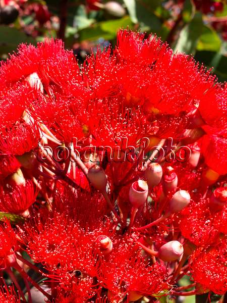 455375 - Corymbia ficifolia 'Wildfire Red' syn. Eucalyptus ficifolia 'Wildfire Red'
